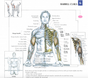 illustration from strength training anatomy review of barbell curls