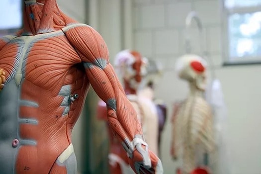 The fascia system does more than just hold the body together